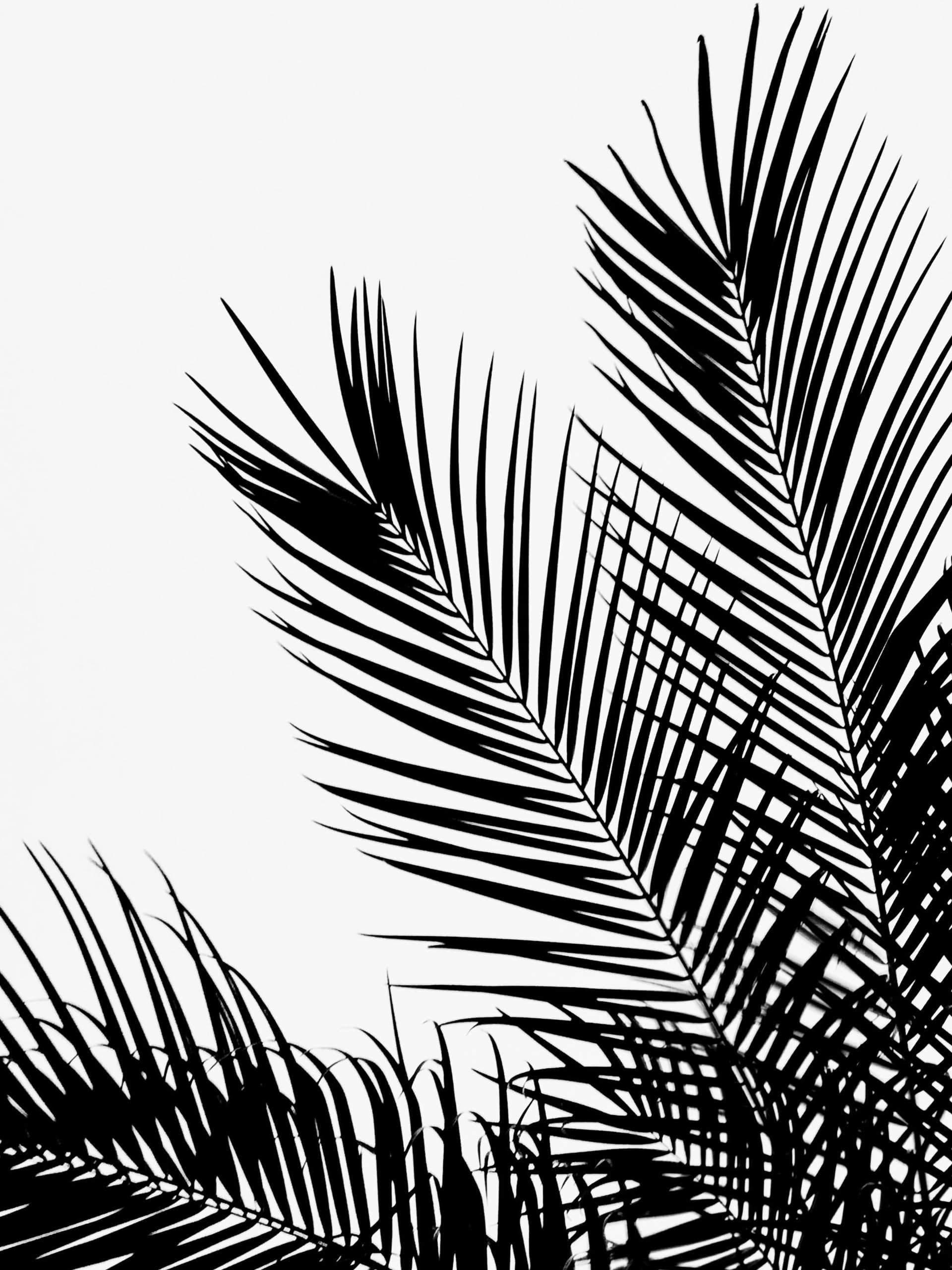 Black Palm Tree One Print