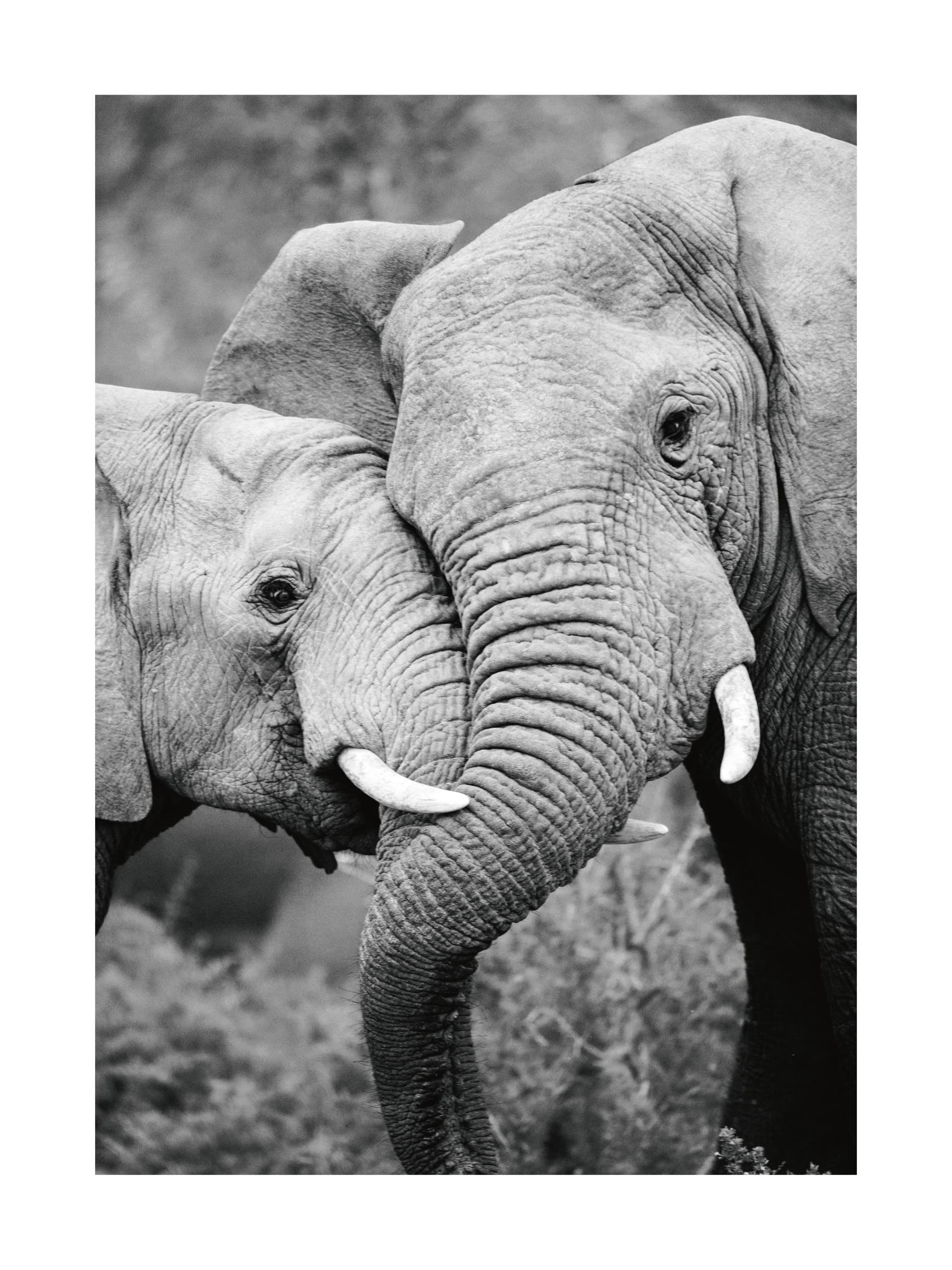 Друзья-слоны