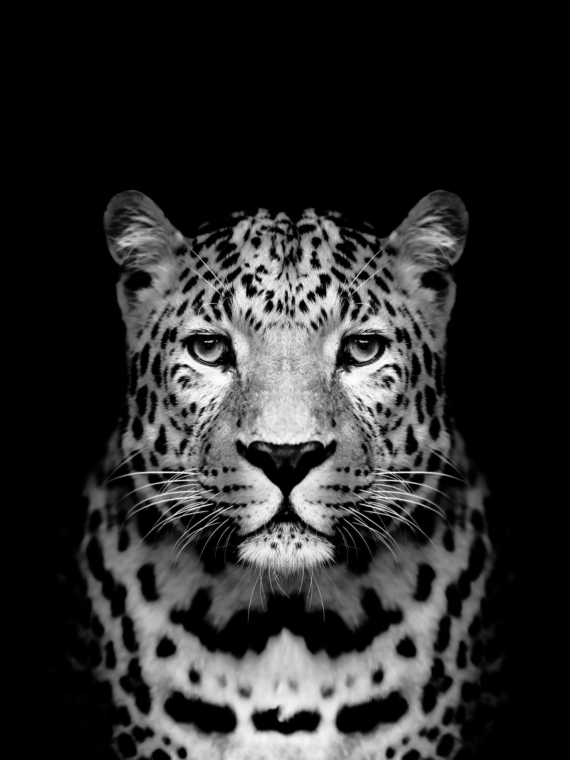 Леопард ч/б