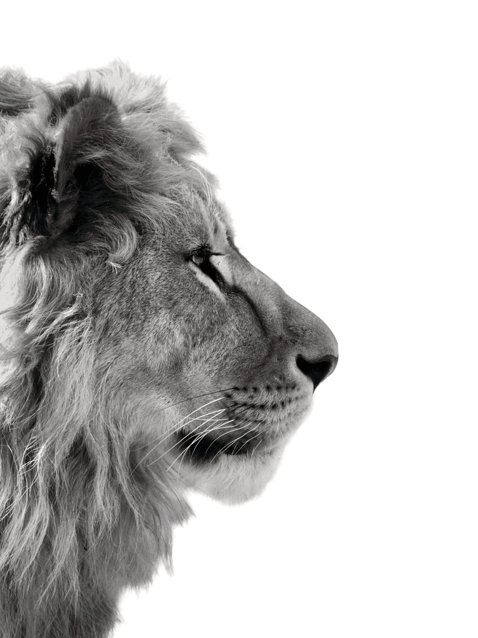 Lion From Side Print