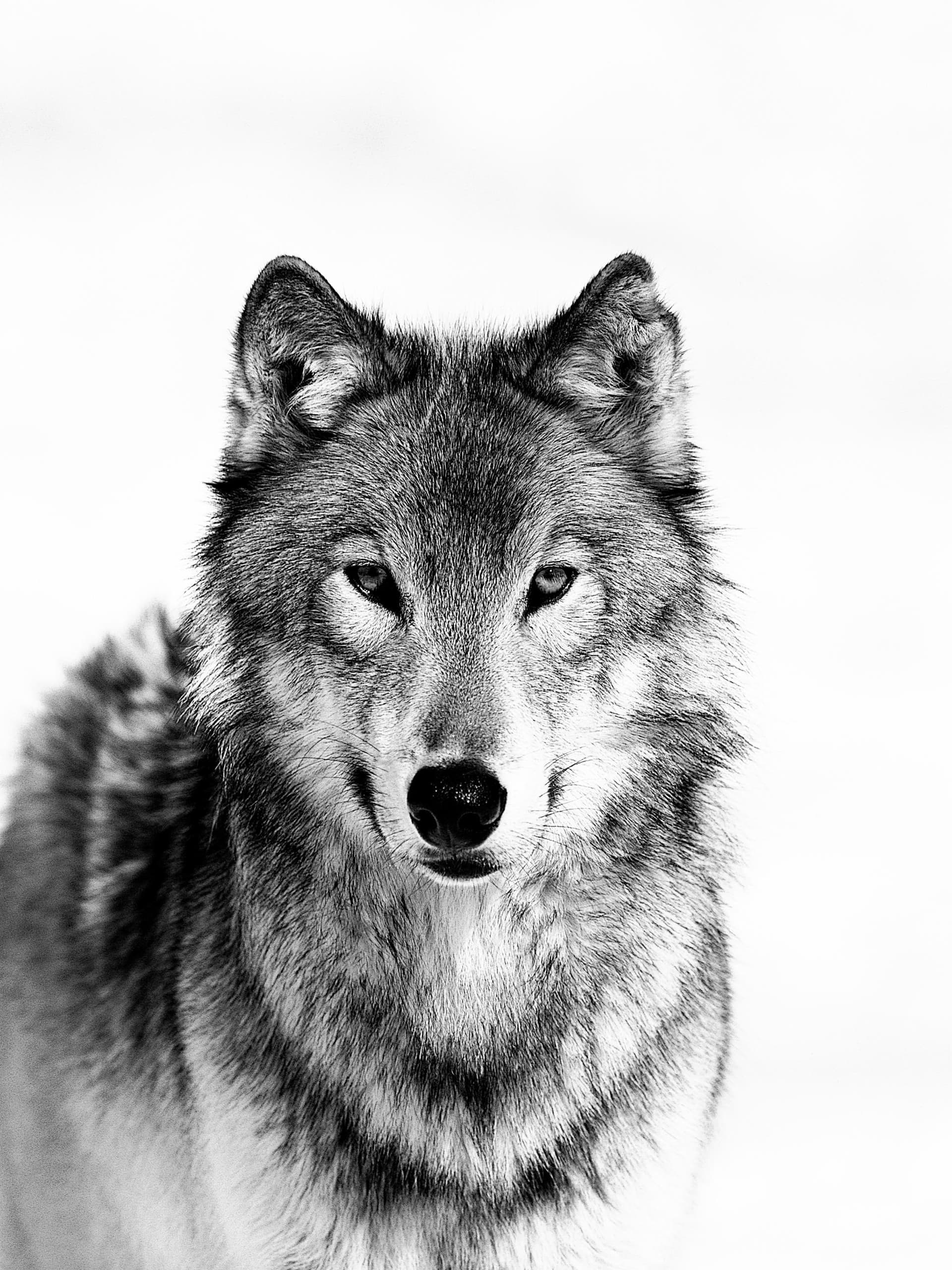 Wolf B&W Print