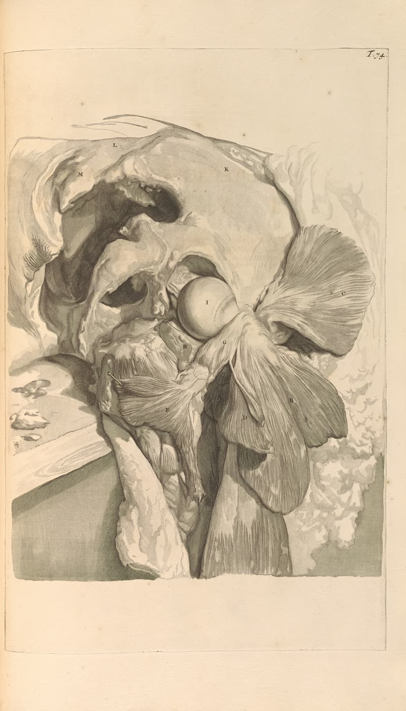 Анатомия человеческого тела Pl.075