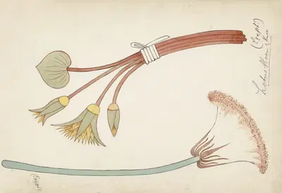 Egyptisch ornament met lotusbloem en -knop by Johanna van de Kamer, 1890 — digital art print download