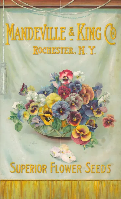 Mandeville & King Co., superior flower seeds [bowl of pansies] by Alois Lunzer, 1908 — digital art print download