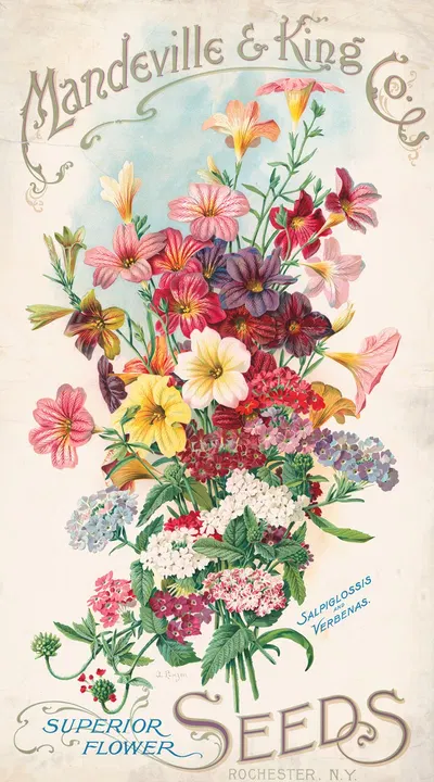 Mandeville & King Co., superior flower seeds, salpiglossis and verbenas by Alois Lunzer, 1905 — digital art print download
