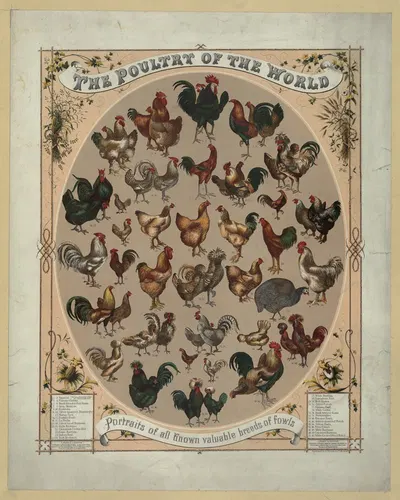 The poultry of the world–Portraits of all known valuable breeds of fowls by Louis Prang & Co., 1868 — digital art print…