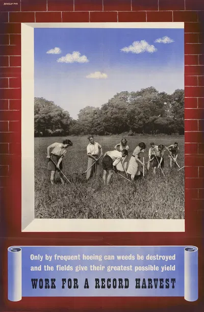 Only by Frequent Hoeing Can Weeds be Destroyed and the Fields Give Their Greatest Possible Yield – Work for a Record…