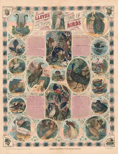 Lloyd's pictorial chart of birds by Х. Х. Ллойд и Ко, 1876 — digital art print download