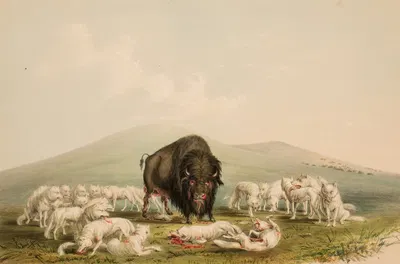 Buffalo Hunt, White Wolves Attacking A Buffalo Bull by George Catlin, 1844 — digital art print download