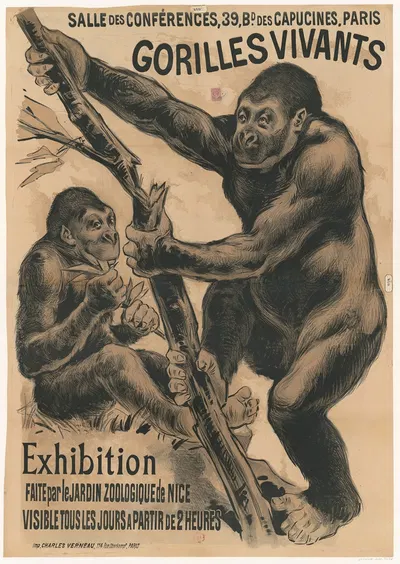 Salle des conférences, 39, Bd des Capucines, Paris. Gorilles vivants. Exhibition faite par le jardin zoologique de Nice by…