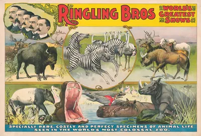 Ringling Bros. world's greatest shows – Specially rare, costly and perfect specimens of animal life … in … Colossal zoo by…