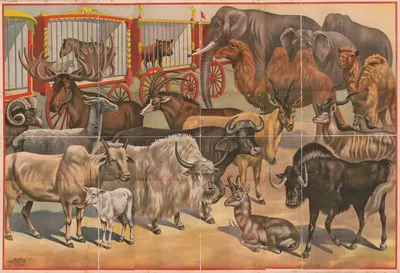 Circus animals by Рассел, Морган и Ко, 1892 — digital art print download