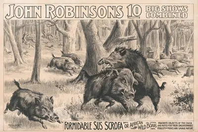 John Robinson's 10 big shows combined. Formidable sus scrofa or African wild boars by Рассел, Морган и Ко, 1899 — digital…