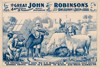Our General Foreign Agent Mr. G.N. Robinson purchasing…a drove of black & white llamas by Рассел, Морган и Ко, 1900 —…