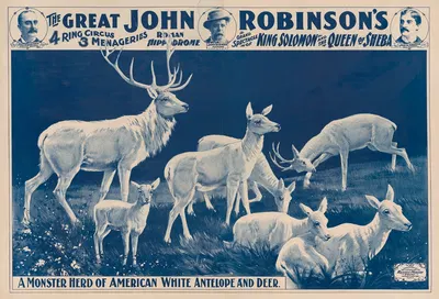 The great John Robinson's 4 ring circus… A monster herd of American white antelope and deer by Рассел, Морган и Ко, 1900 —…
