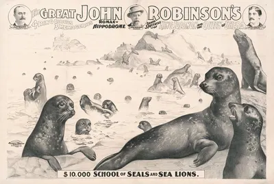 The great John Robinson's 4 ring circus…$10,000 school of seals and sea lions by Рассел, Морган и Ко, 1900 — digital art…