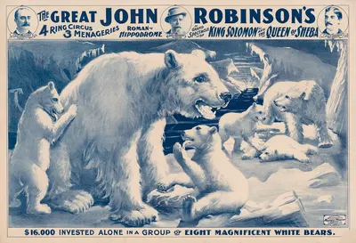 The great John Robinson's 4 ring circus…$16,000 invested alone in a group of eight magnificient white bears by Рассел,…