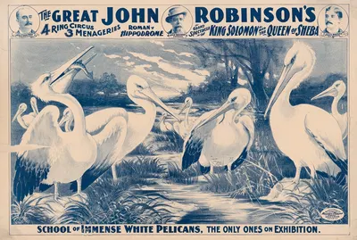 The great John Robinson's 4 ring circus…School of immense white pelicans, the only ones on exhibition by Russell, Morgan &…