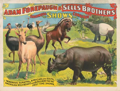 Adam Forepaugh & Sells Brothers enormous shows combined. Wondrous Sumatra, African and South-American wild beasts and…