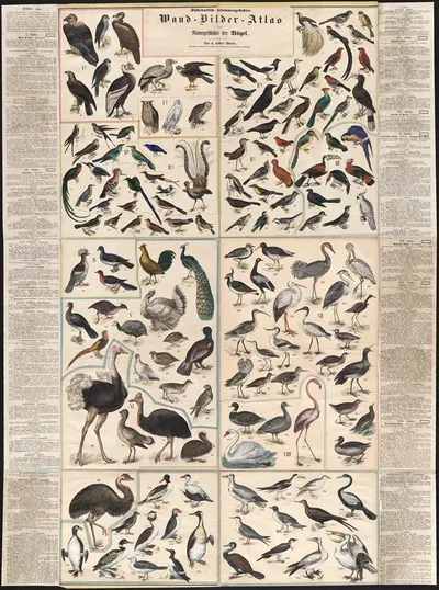 Chstematisch zusammengesteilter Wand, Bilder, Atlas zur Naturgeschichte der Bögel by Форбс и Ко — digital art print download