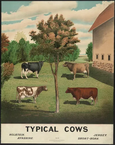 Typical cows by H.M. Smyth Lith. Co., 1904 — digital art print download