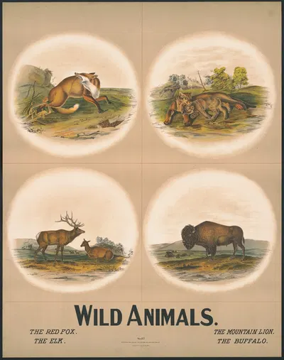Wild animals by H.M. Smyth Lith. Co., 1903 — digital art print download