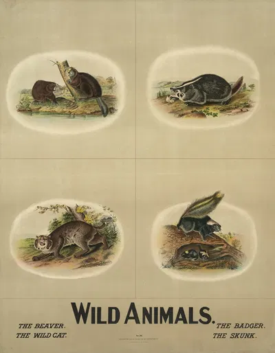 Wild animals by H.M. Smyth Lith. Co., 1903 — digital art print download