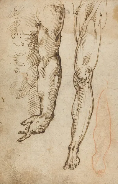 Anatomical Studies by Domenico Beccafumi — digital art print download