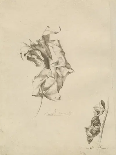 Shriveled Leaves by Фридрих фон Оливье, 1817 — digital art print download