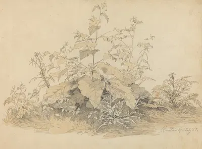 Wild Plants near Birstein by Johann Christian Heerdt, 1835 — digital art print download