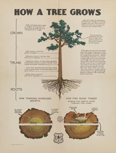 How a tree grows; crown, trunk, roots by U.S. Forest Service, 1946 — digital art print download