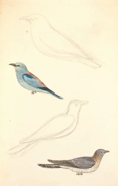 To studier af en ellekrage og to studier af en gøg by П. К. Сковгорд, 1847 - 1848 — digital art print download