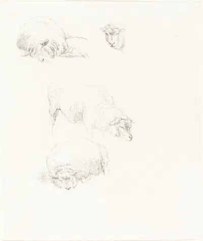Studies of Sheep by Роберт Хиллс — digital art print download