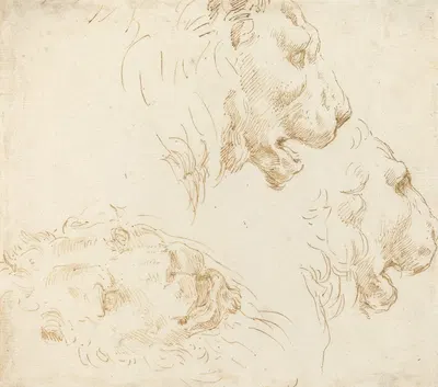 Studies of a Lion's Head by Stefano Della Bella — digital art print download
