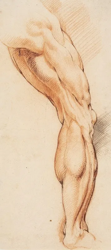 Anatomical Study (écorché). A man's flayed right leg seen from the back, turned to the right by Willem Panneels, 1628 –…