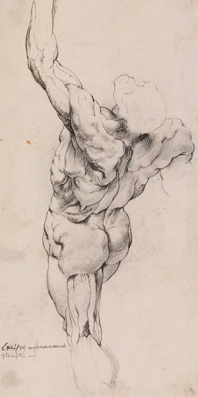 Anatomical Study (écorché). Standing flayed man seen from the back half turned to the left, his left arm raised_ by Willem…