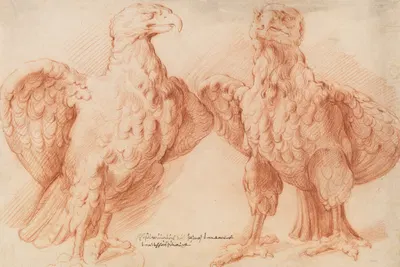 Eagle. Two studies of an antique sculpture; front view half turned to the right, and front view half turned to the left by…