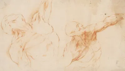Two anatomical Studies (écorchés). Flayed torso of a , his left arm raised by Willem Panneels, 1628 – 1630 — digital art…