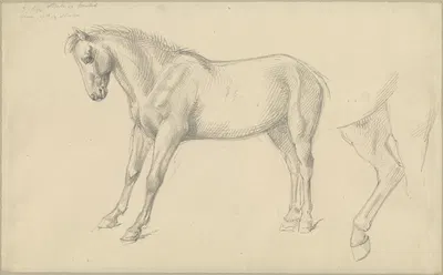 Studies of a Pony by William Strutt — digital art print download