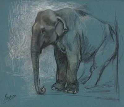 Study of an Elephant by Джон Макадлан Суон — digital art print download