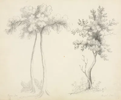 Studies of Upas and Maple Trees by Мэри Алта Нимс — digital art print download