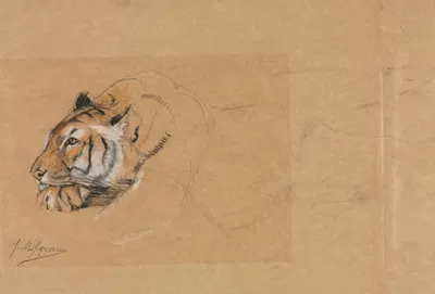 Tiger by Джон Макадлан Суон — digital art print download