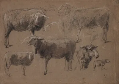 Studies of Sheep by Антон Мауve — digital art print download