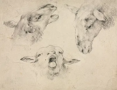 Sheep Heads by Вутерус Версхур — digital art print download