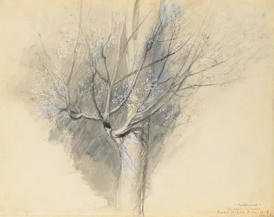 Budding Sycamore by Джон Рескин, c. 1876 — digital art print download