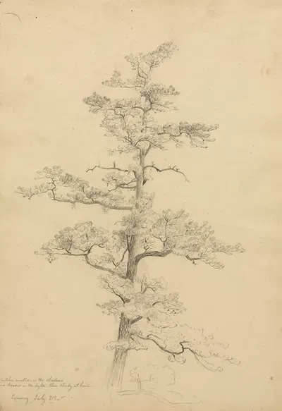 Pine Tree, Conway, New Hampshire (recto) by David Johnson, c. 1851 — digital art print download