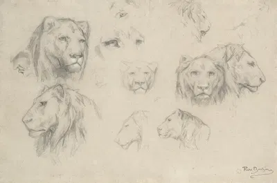 Study Of Lions And Lionesses by Роза Бонёр — digital art print download