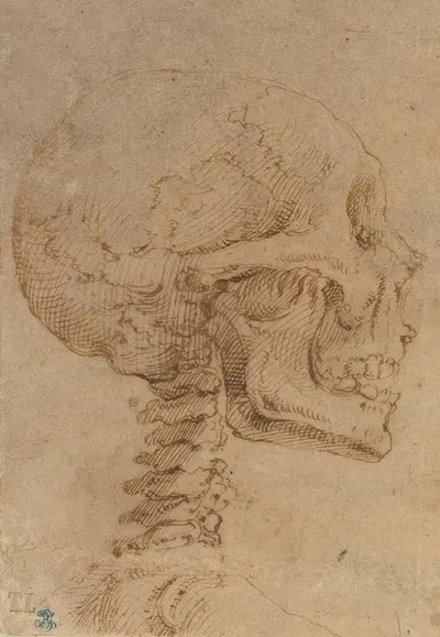 Skull in Profile by Battista Franco — digital art print download