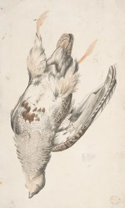 A Dead Bird Seen from Below by Count Giorgio Durante, 1685–1755 — digital art print download