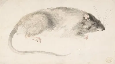 A Rat Seen in Profile by Count Giorgio Durante, 1685–1755 — digital art print download
